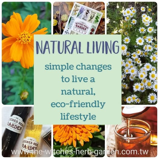 【女巫藥草園】品牌理念: 有趣的發現,純天然的日美好