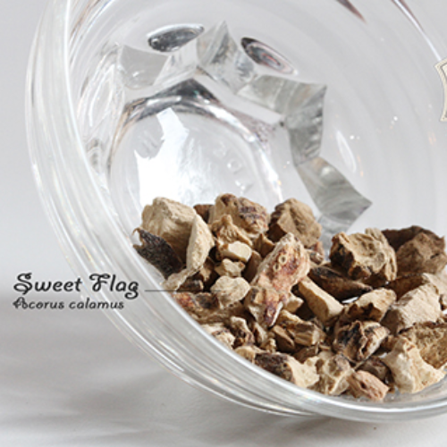 Calamus Root