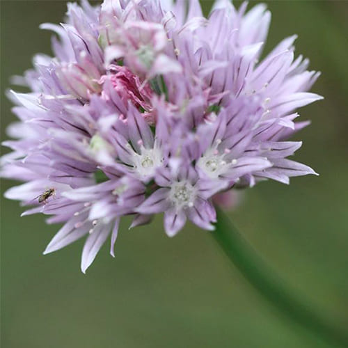 Chive Rings
