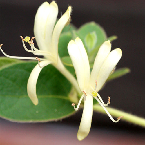 Honeysuckle Flowers 金銀花(忍冬)