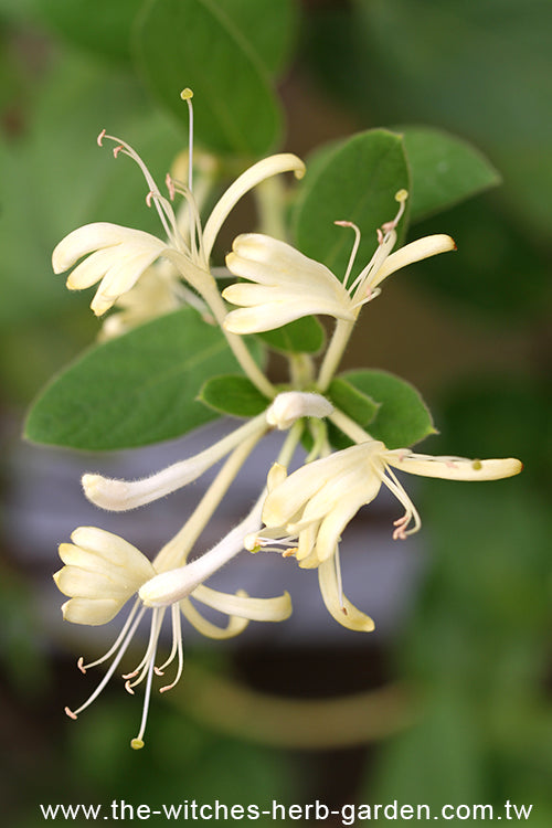 Honeysuckle Flowers 金銀花(忍冬)