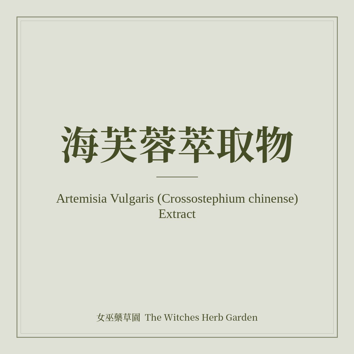 Artemisia Vulgaris (Crossostephium chinense) Extract 海芙蓉萃取物
