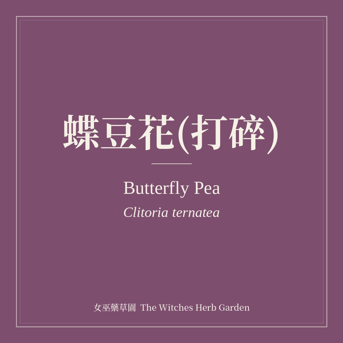 Butterfly Pea Clitoria ternatea