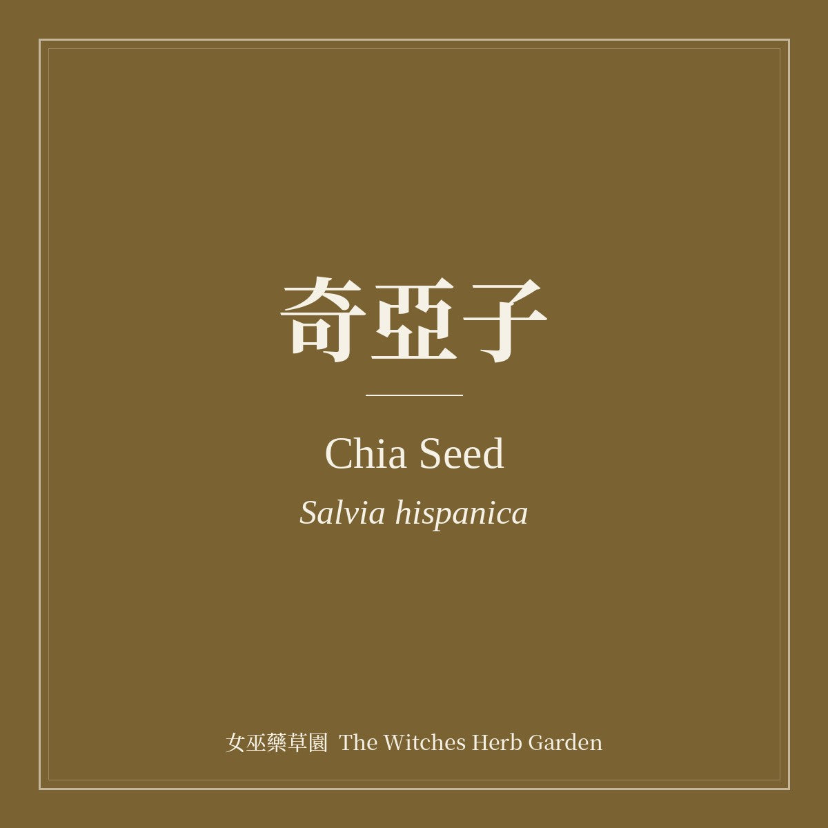 Chia Seed Salvia hispanica