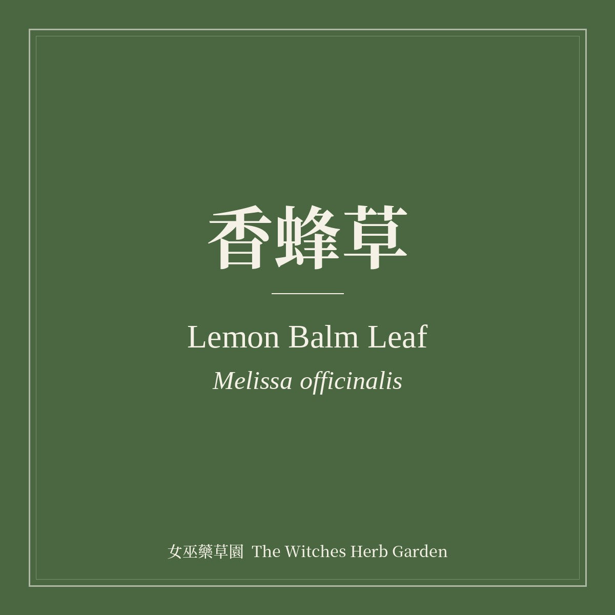 Lemon Balm Leaf Melissa officinalis