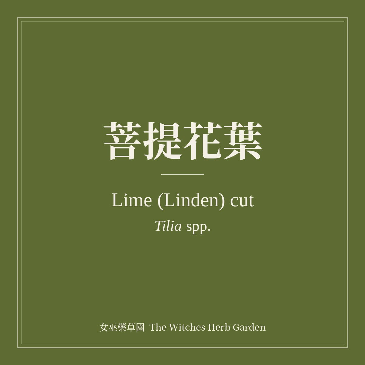 Lime (Linden) cut Tilia spp.