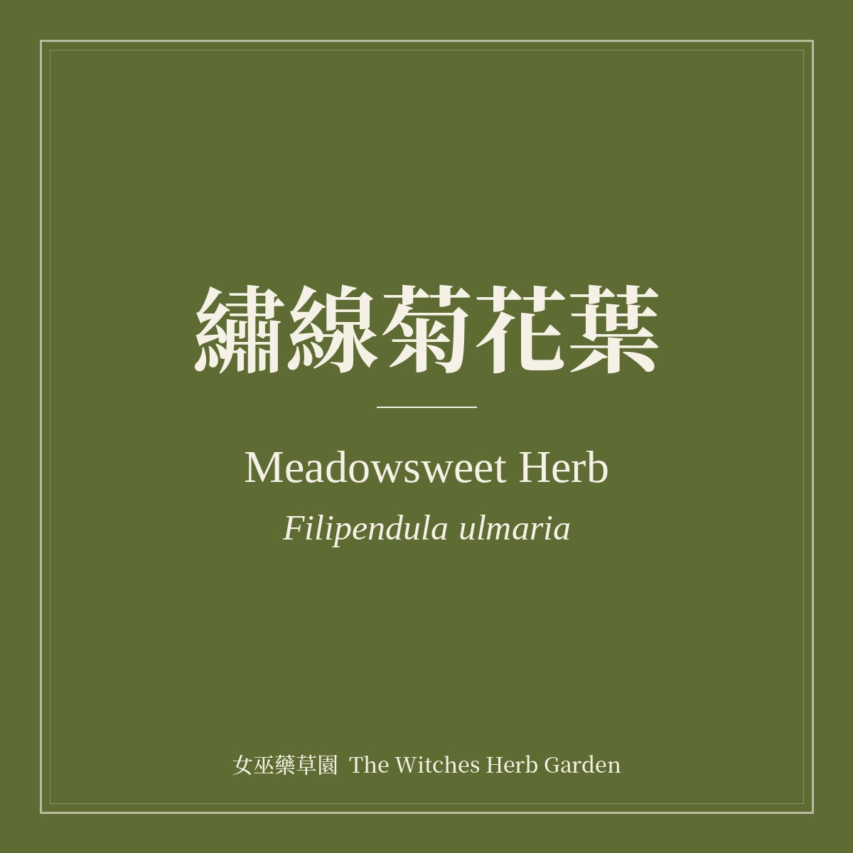 Meadowsweet Herb Filipendula ulmaria