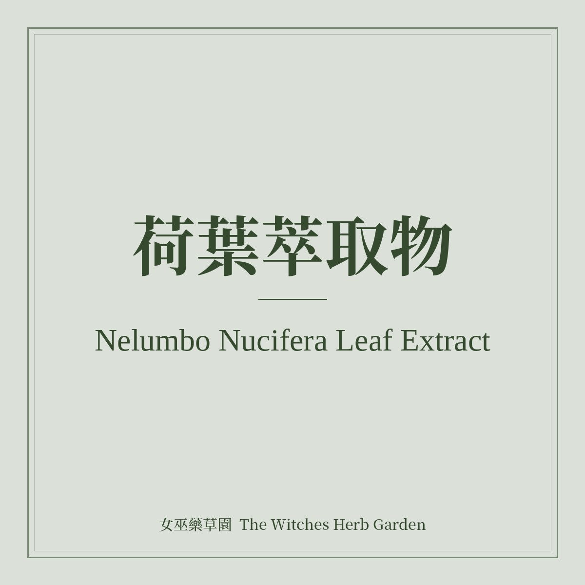 Nelumbo Nucifera Leaf Extract 荷葉萃取物
