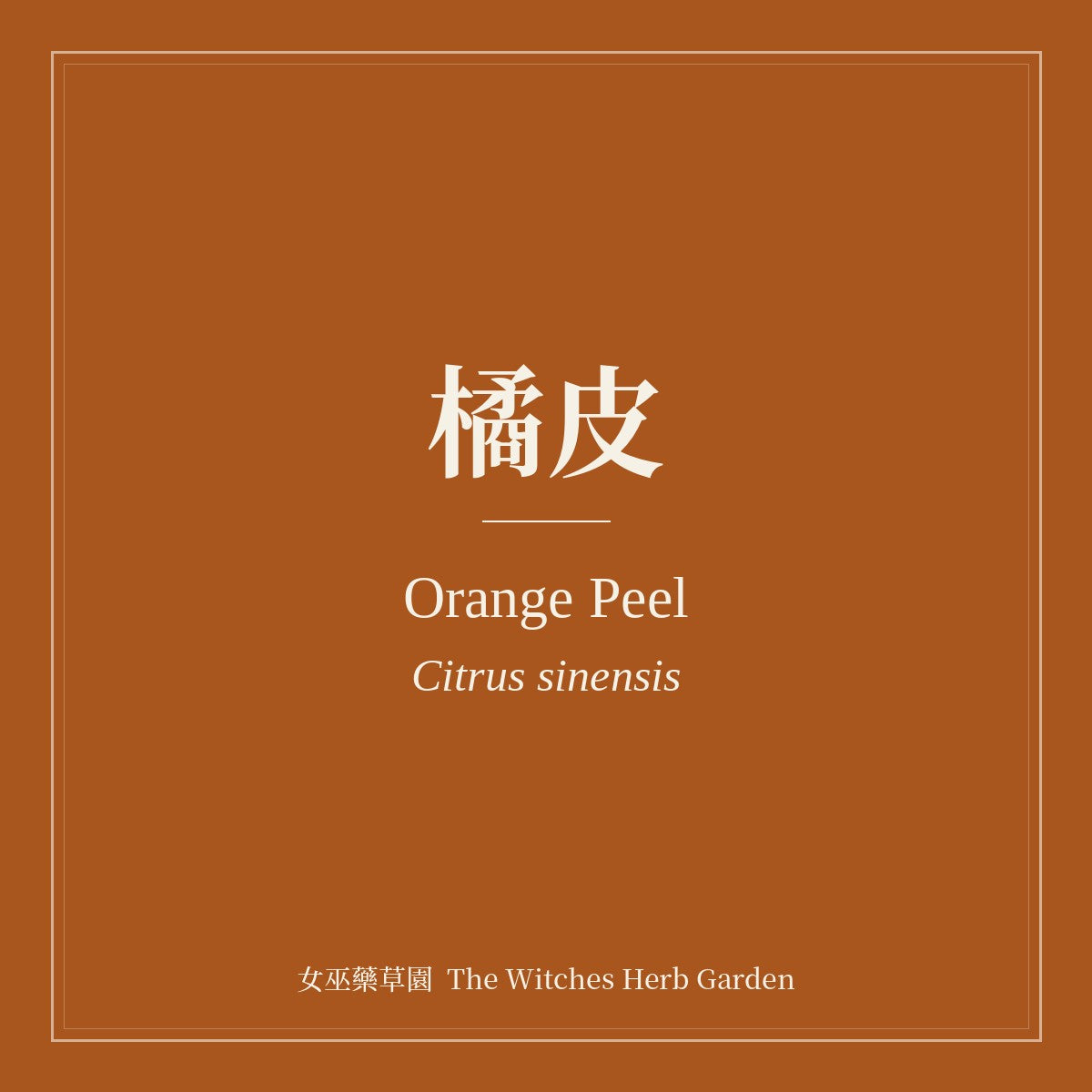 Orange Peel Citrus sinensis