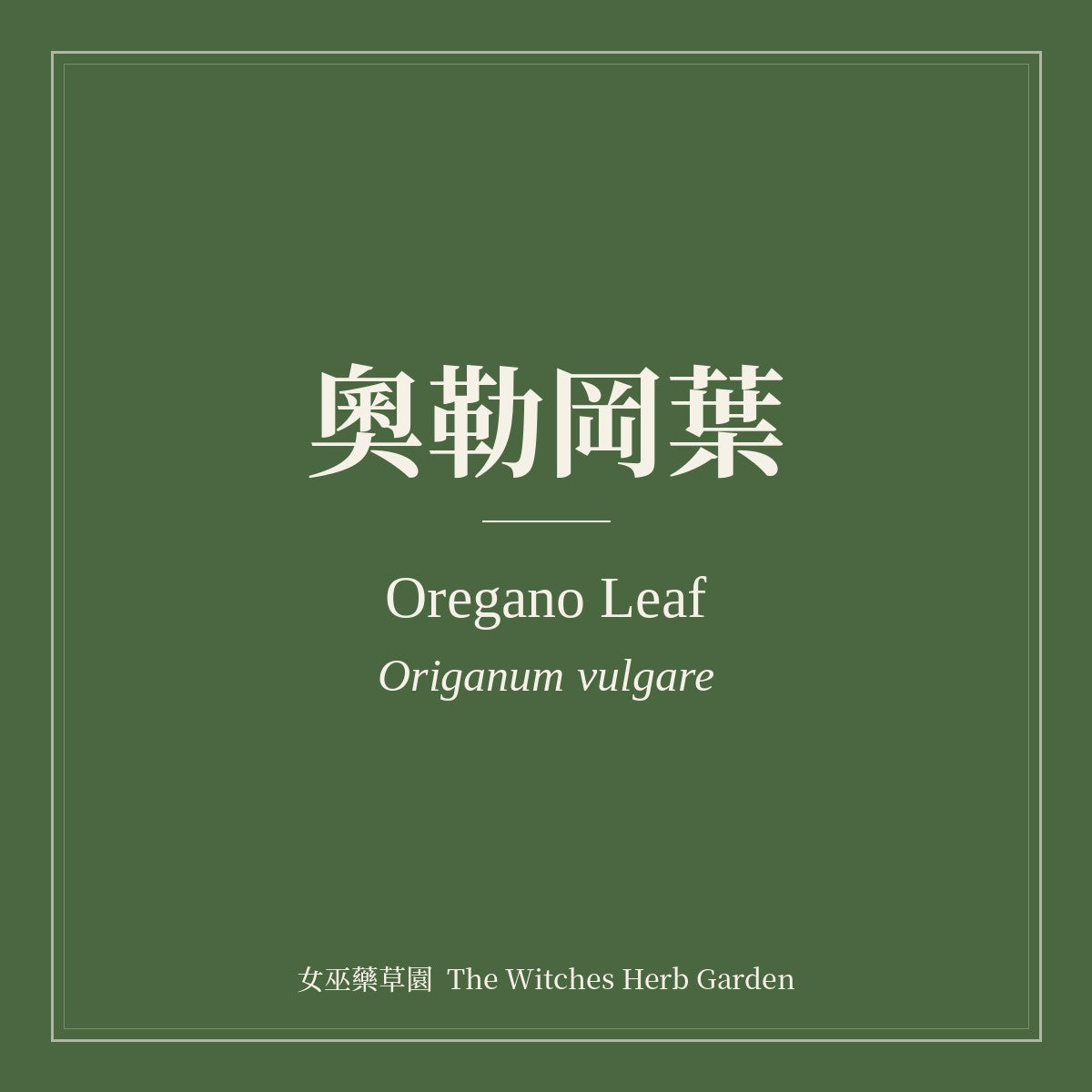 Oregano Leaf Origanum vulgare