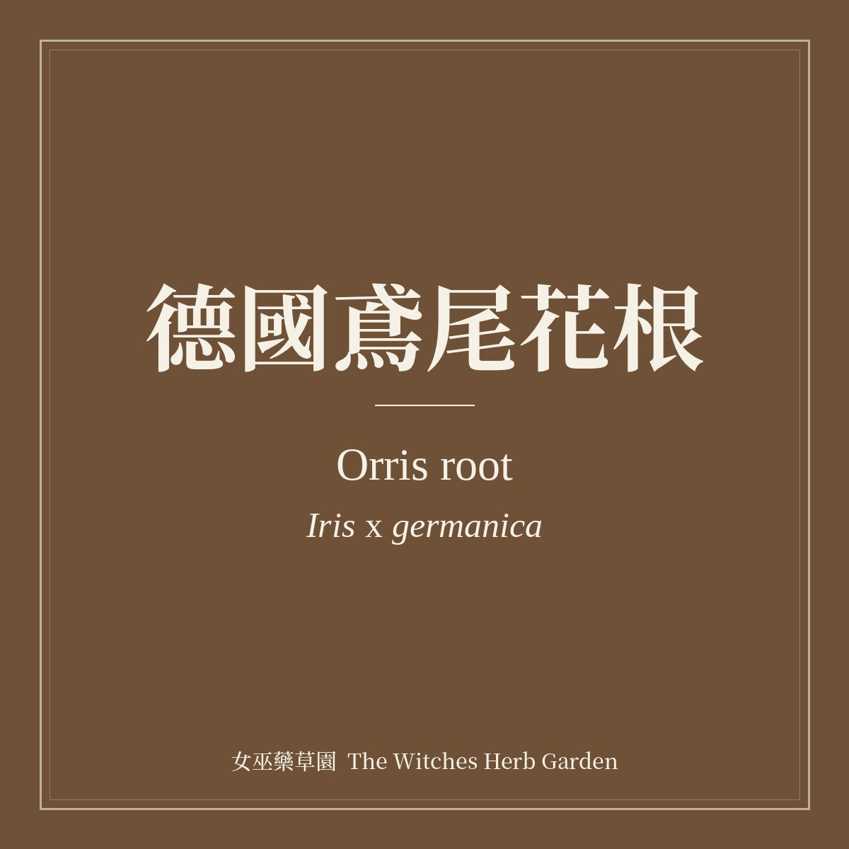 Orris root Iris x germanica