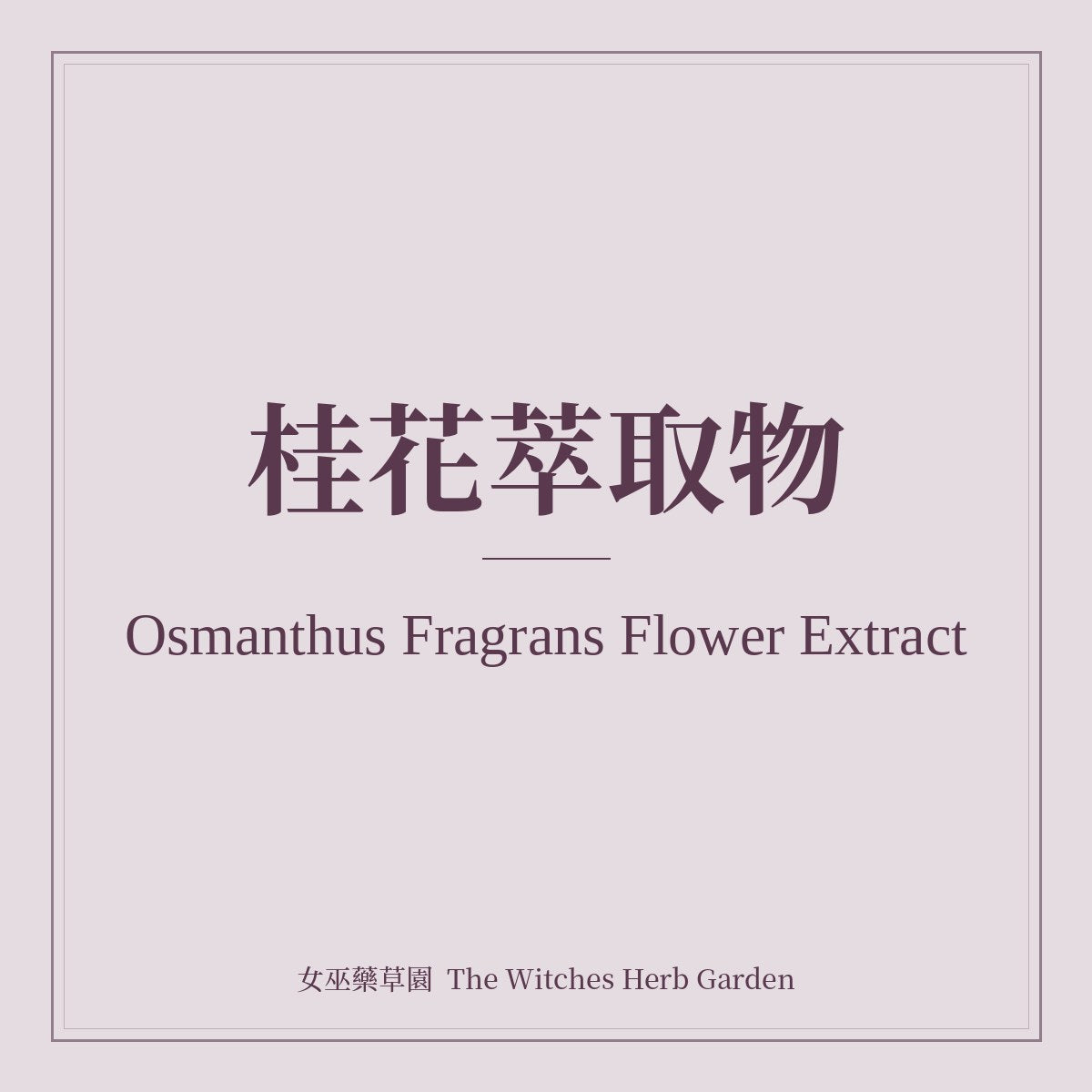 Osmanthus Fragrans Flower Extract 桂花萃取物