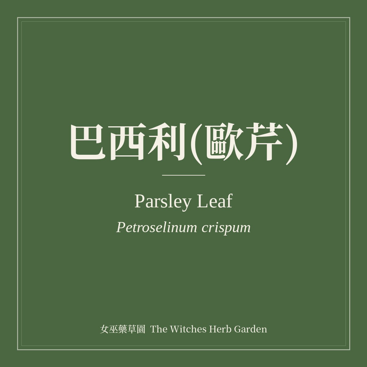 Parsley Leaf Petroselinum crispum