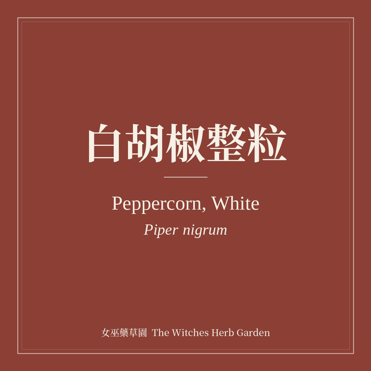 Peppercorn, White Piper nigrum