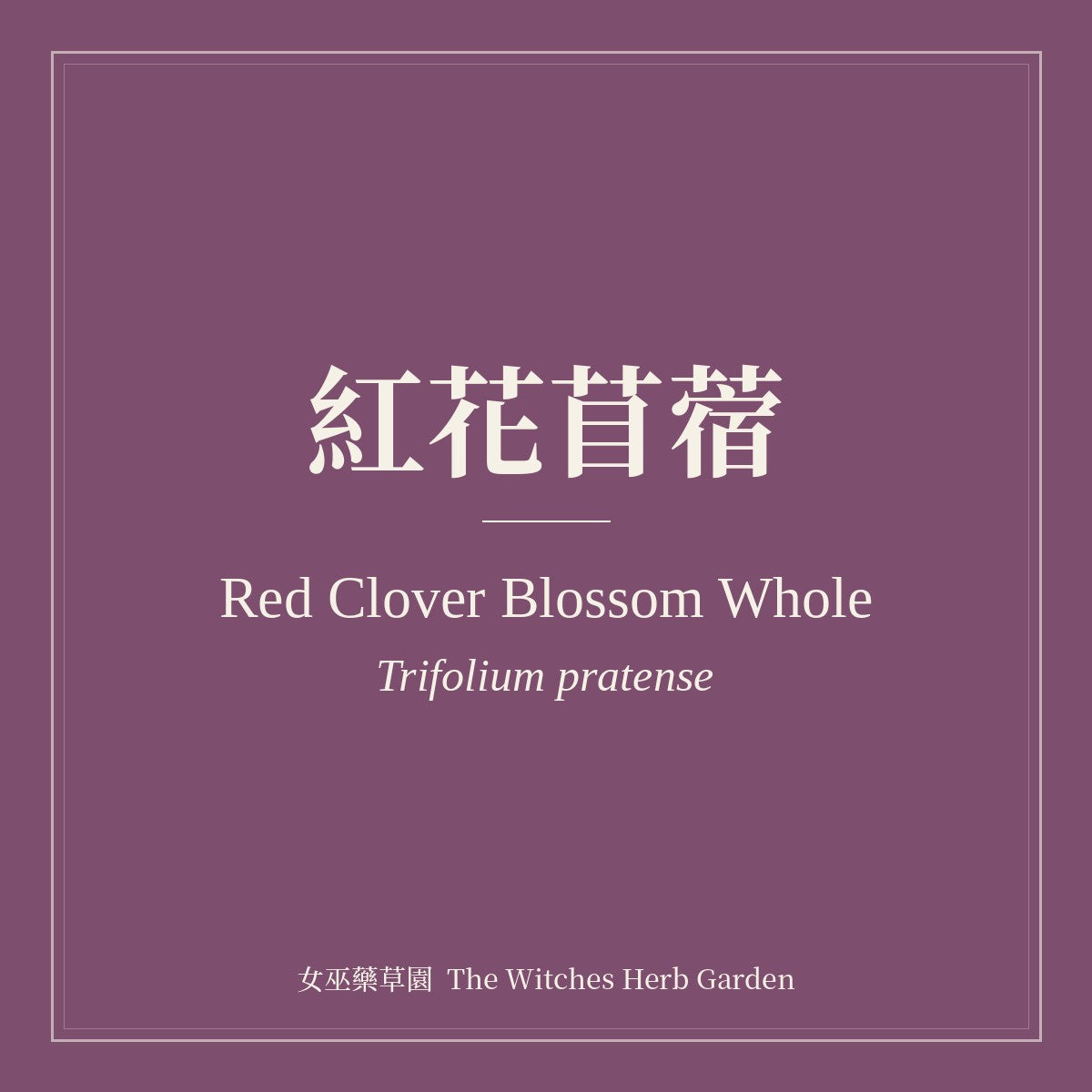 Red Clover Blossom Whole Trifolium pratense