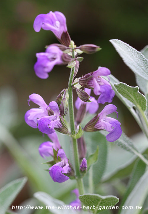 Sage Leaf Salvia officinalis