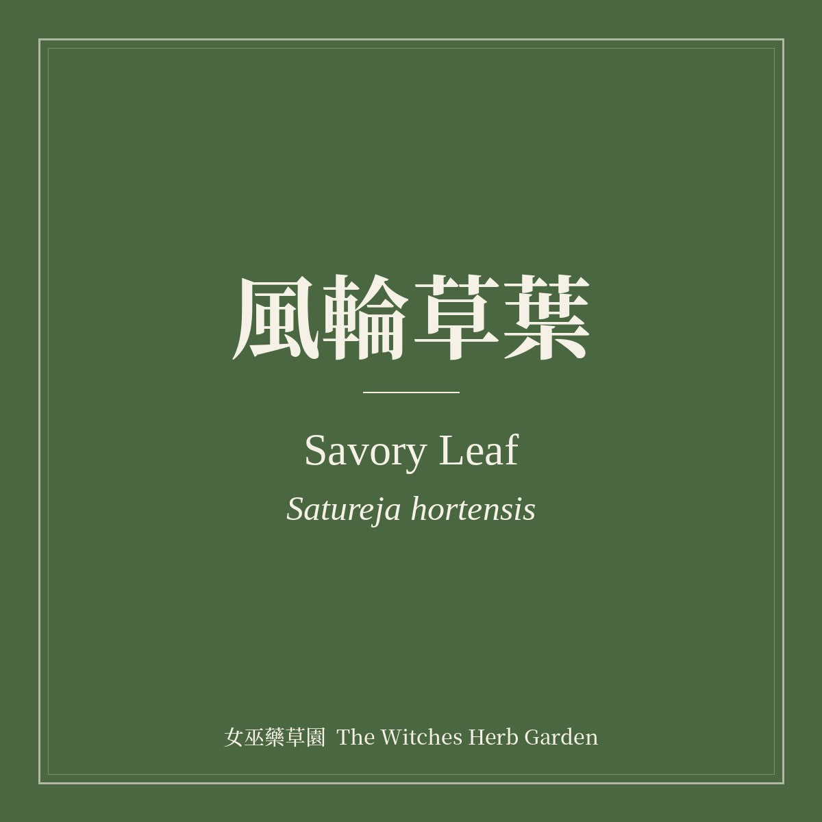 Savory Leaf Satureja hortensis