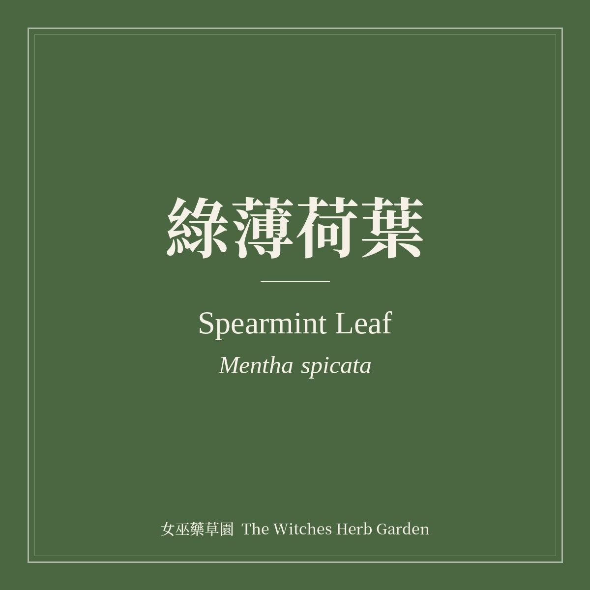 Spearmint Leaf Mentha spicata