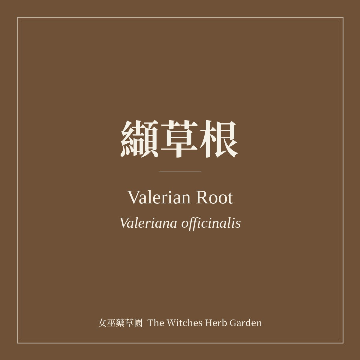 Valerian Root Valeriana officinalis