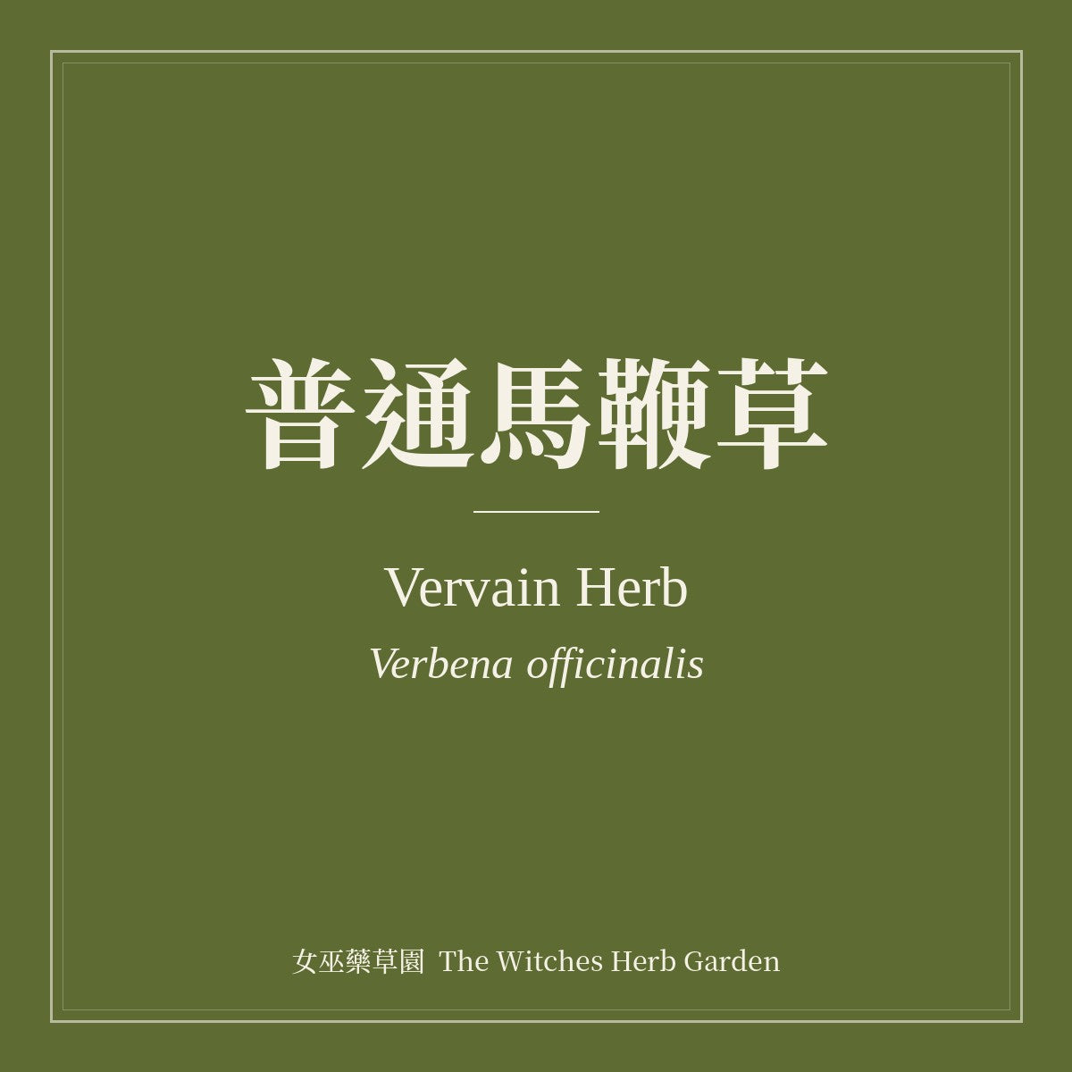 Vervain Herb Verbena officinalis