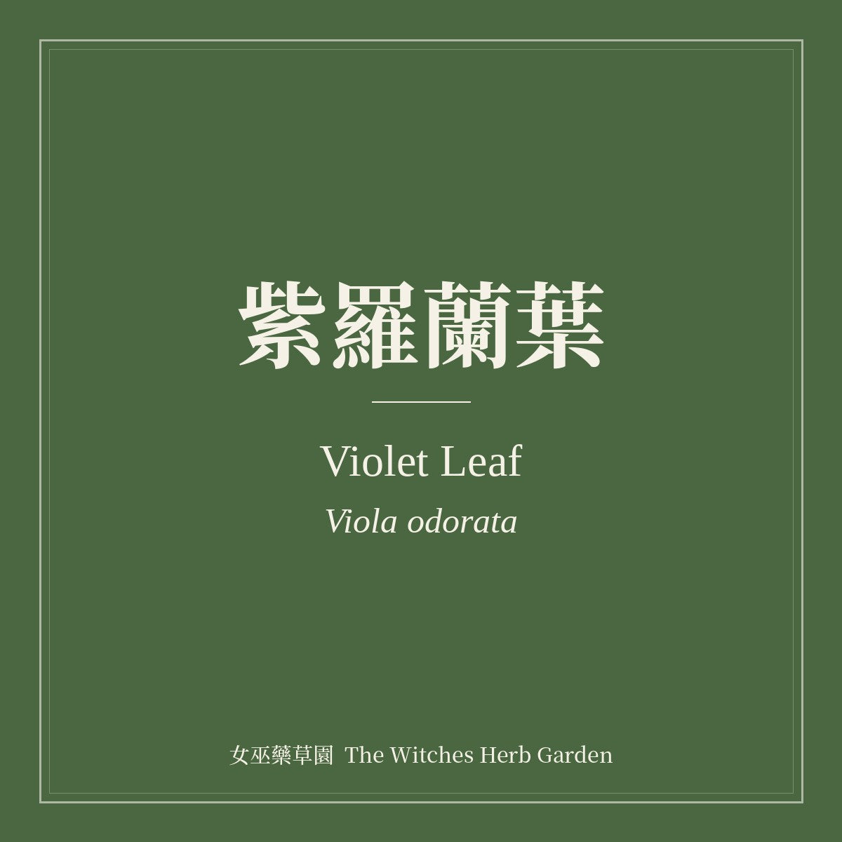 Violet Leaf Viola odorata