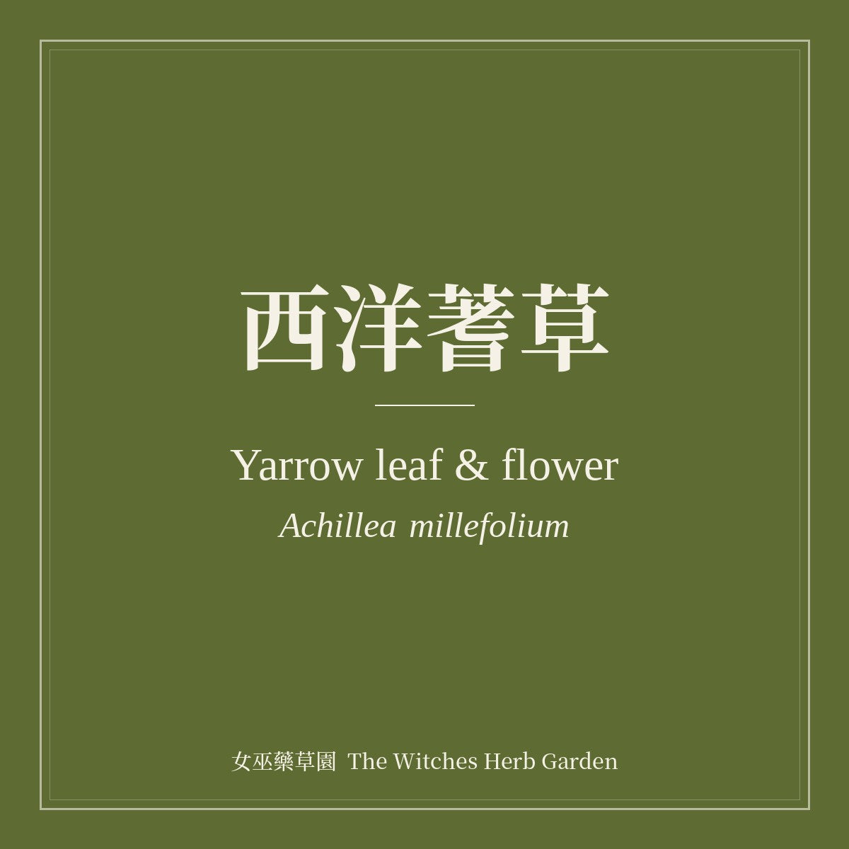 Yarrow leaf & flower Achillea millefolium