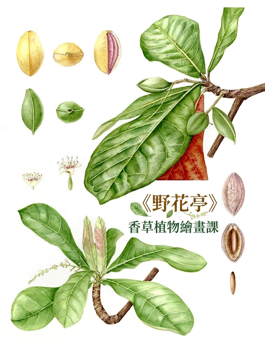 【植物科學繪畫系列】《野花亭》香草植物繪畫課（色鉛筆初階班）｜高雄實體課