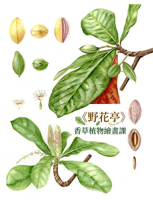 【植物科學繪畫系列】《野花亭》香草植物繪畫課（色鉛筆初階班）｜高雄實體課