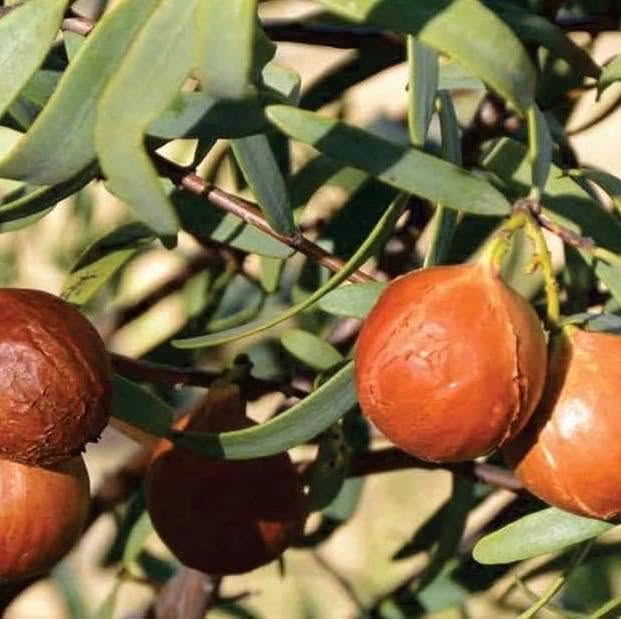 Australian Sandalwood Seed Oil (CO2)