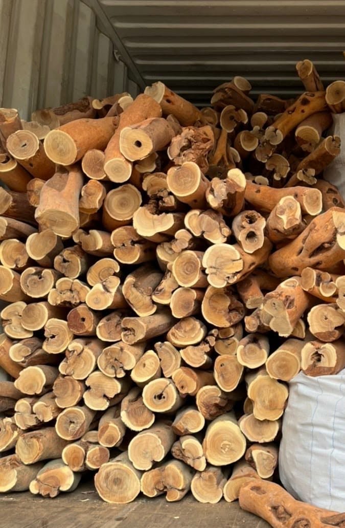 Australian Sandalwood Seed Oil (CO2)