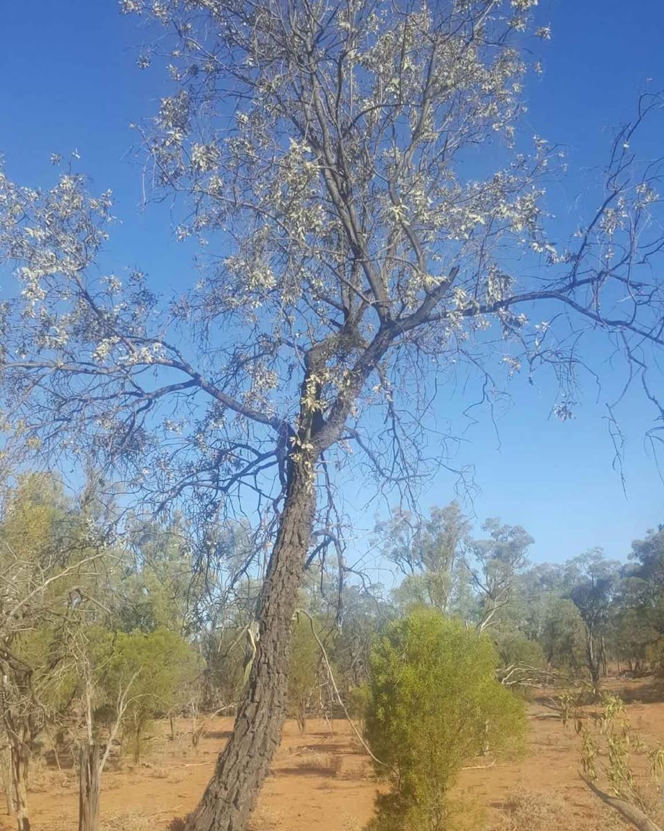 Australian Sandalwood Seed Oil (CO2)