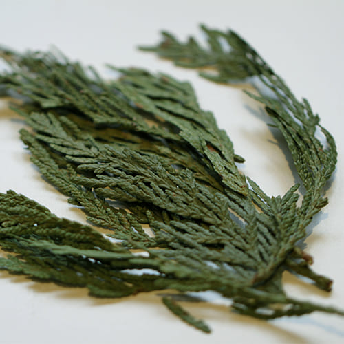 Cedar Leaf