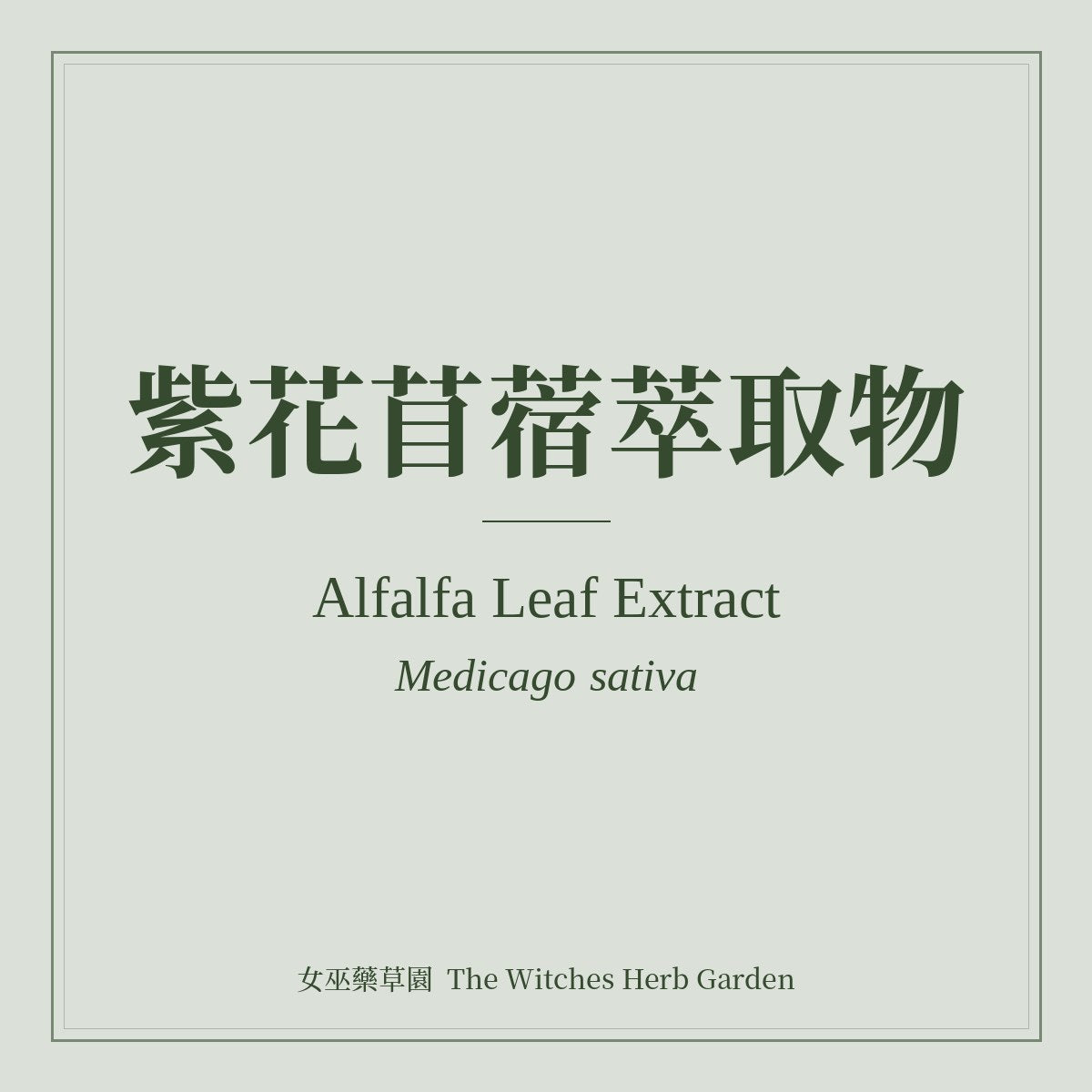 Alfalfa Leaf Extract 紫花苜蓿萃取物 Medicago sativa