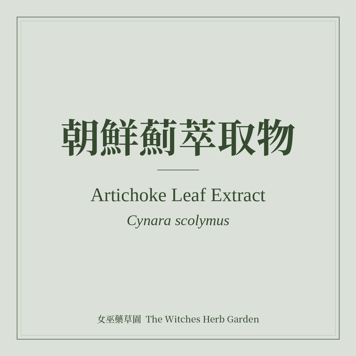 Artichoke Leaf Extract Cynara scolymus