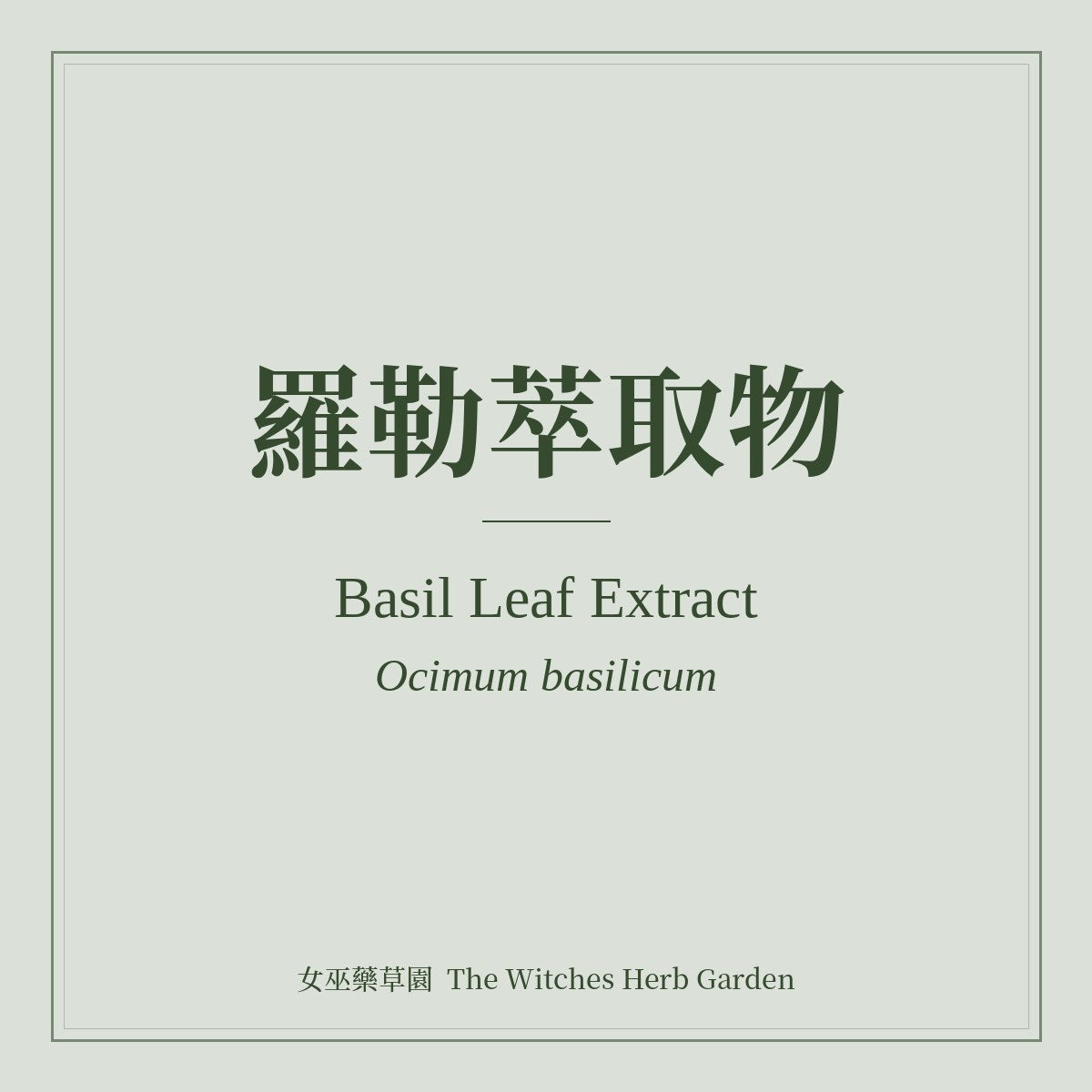 Basil Leaf Extract Ocimum basilicum