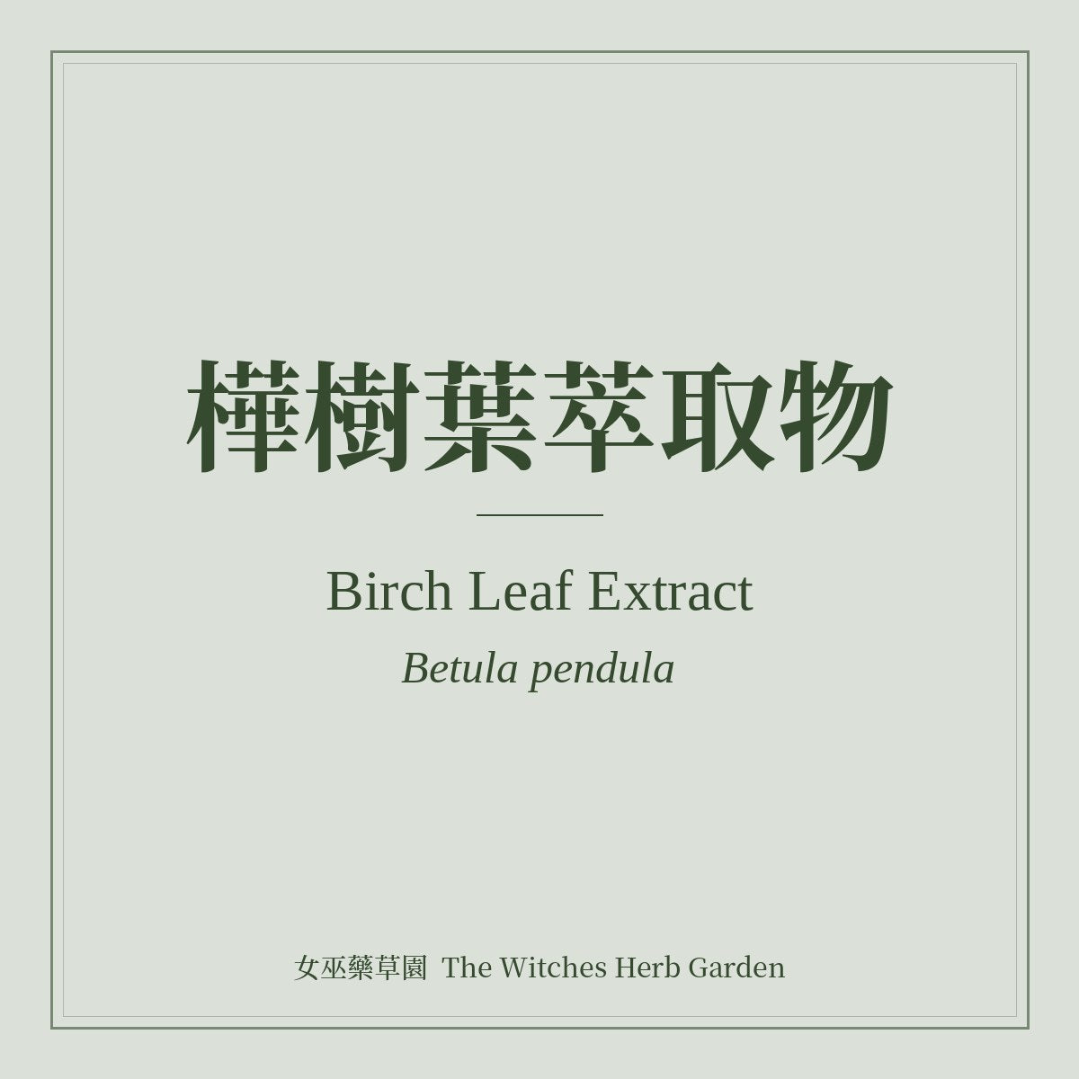Birch Leaf Extract 樺樹葉萃取物 Betula pendula