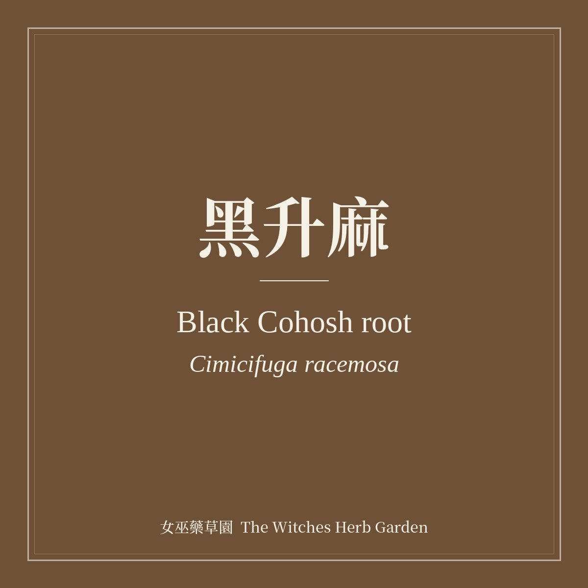Black Cohosh root 黑升麻 Cimicifuga racemosa