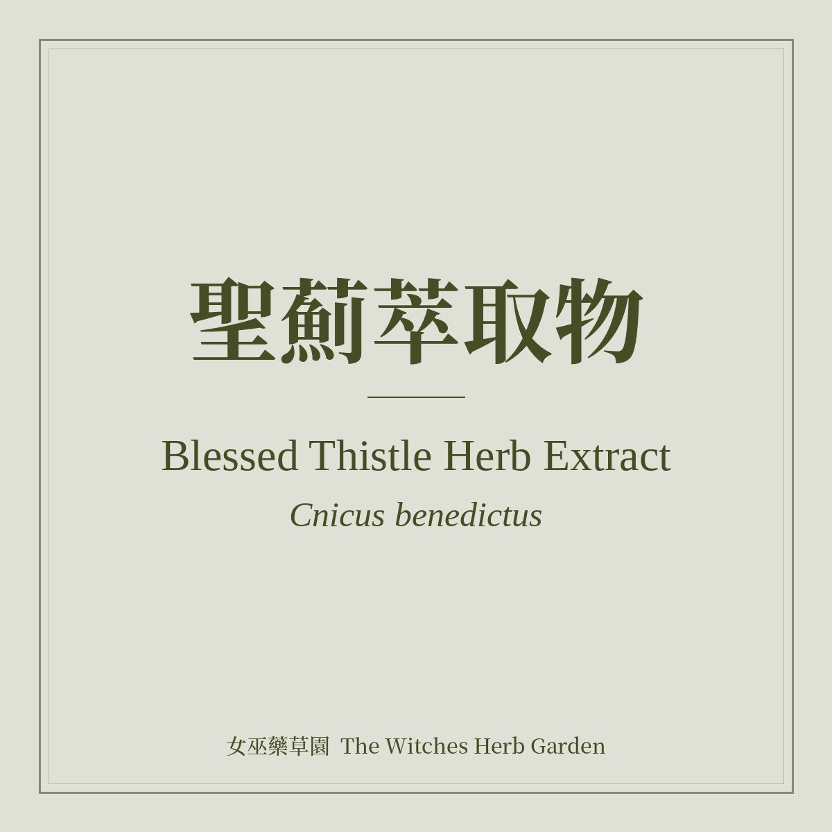 Blessed Thistle Herb Extract 聖薊萃取物 Cnicus benedictus