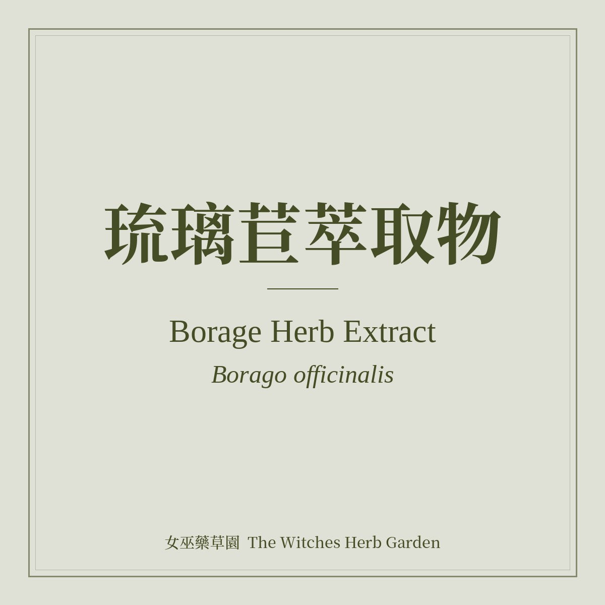 Borage Herb Extract Borago officinalis