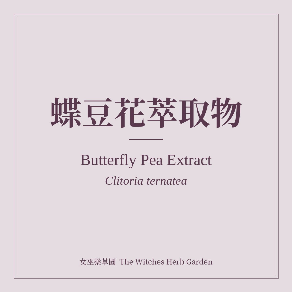Butterfly Pea Extract 蝶豆花萃取物 Clitoria ternatea