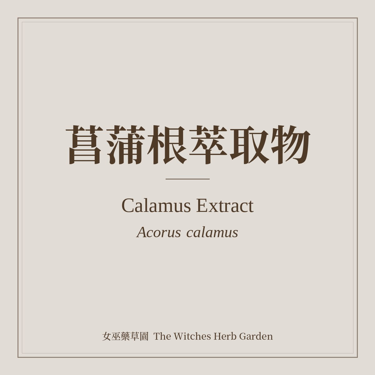 Calamus Extract Acorus calamus