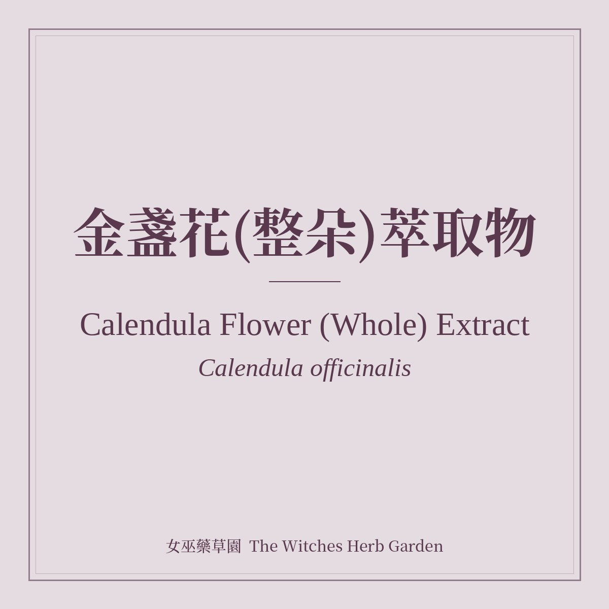 Calendula Flower (Whole) Extract 金盞花(整朵)萃取物 Calendula officinalis