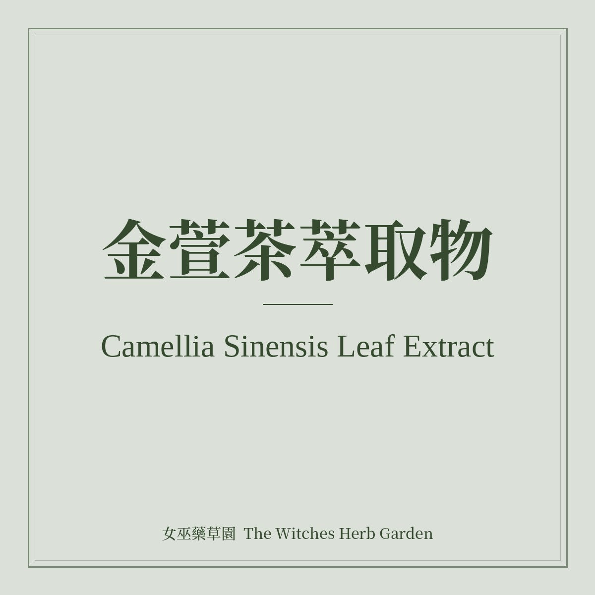 Camellia Sinensis Leaf Extract 金萱茶萃取物