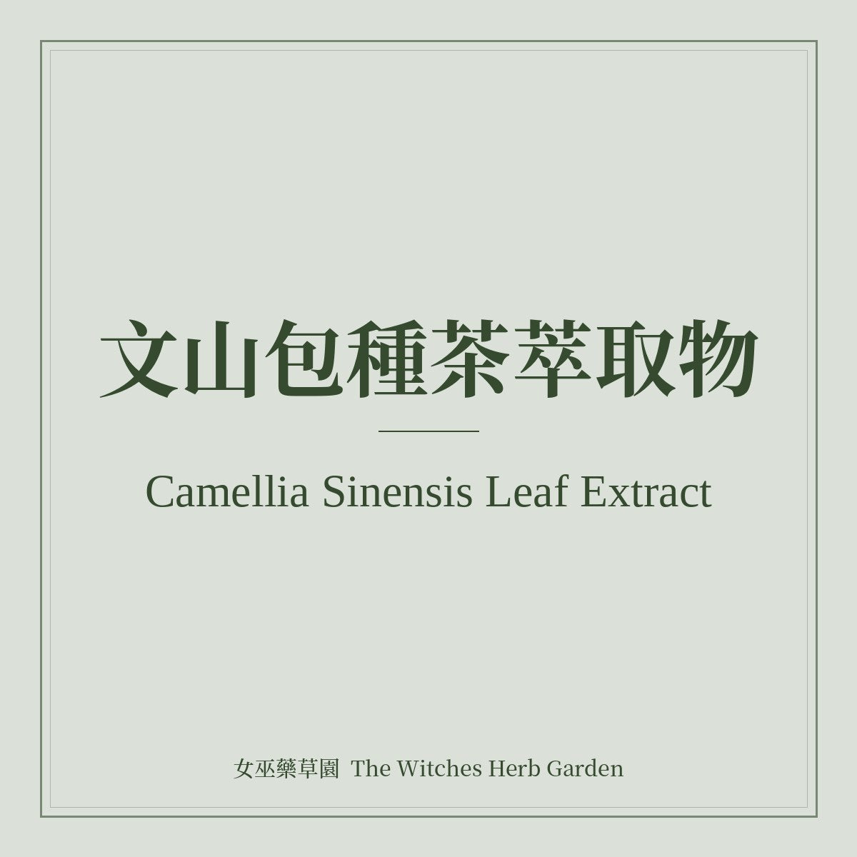 Camellia Sinensis Leaf Extract (Wenshan Baozhong Tea)