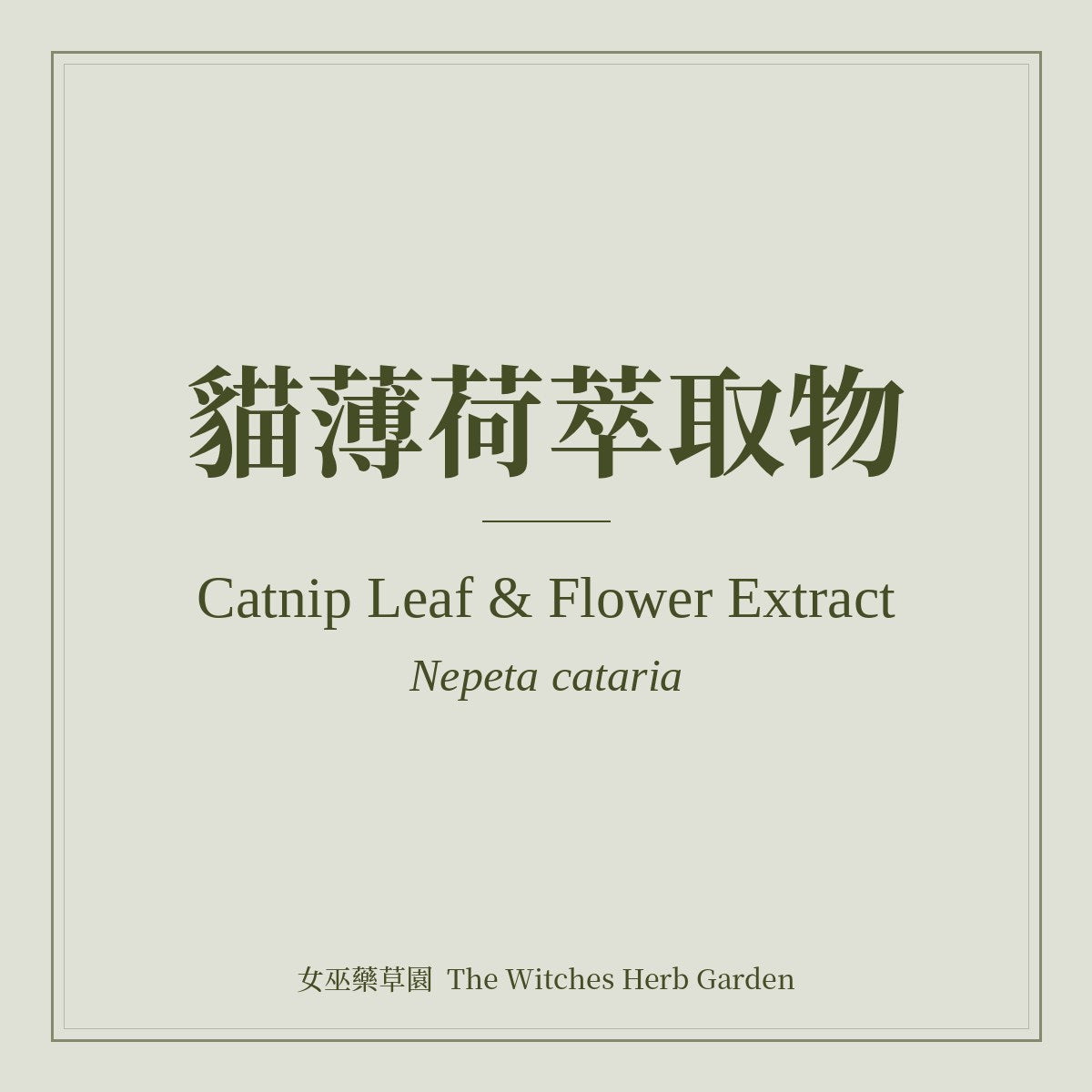 Catnip Leaf & Flower Extract 貓薄荷萃取物 Nepeta cataria