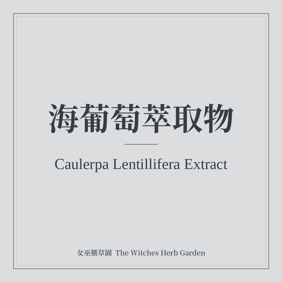 Caulerpa Lentillifera Extract 海葡萄萃取物