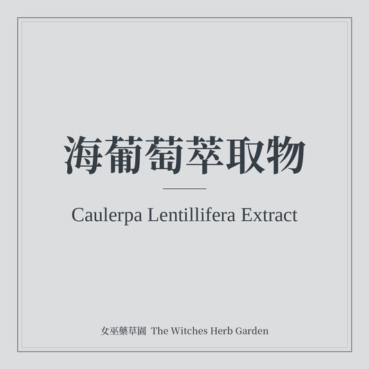Caulerpa Lentillifera Extract 海葡萄萃取物