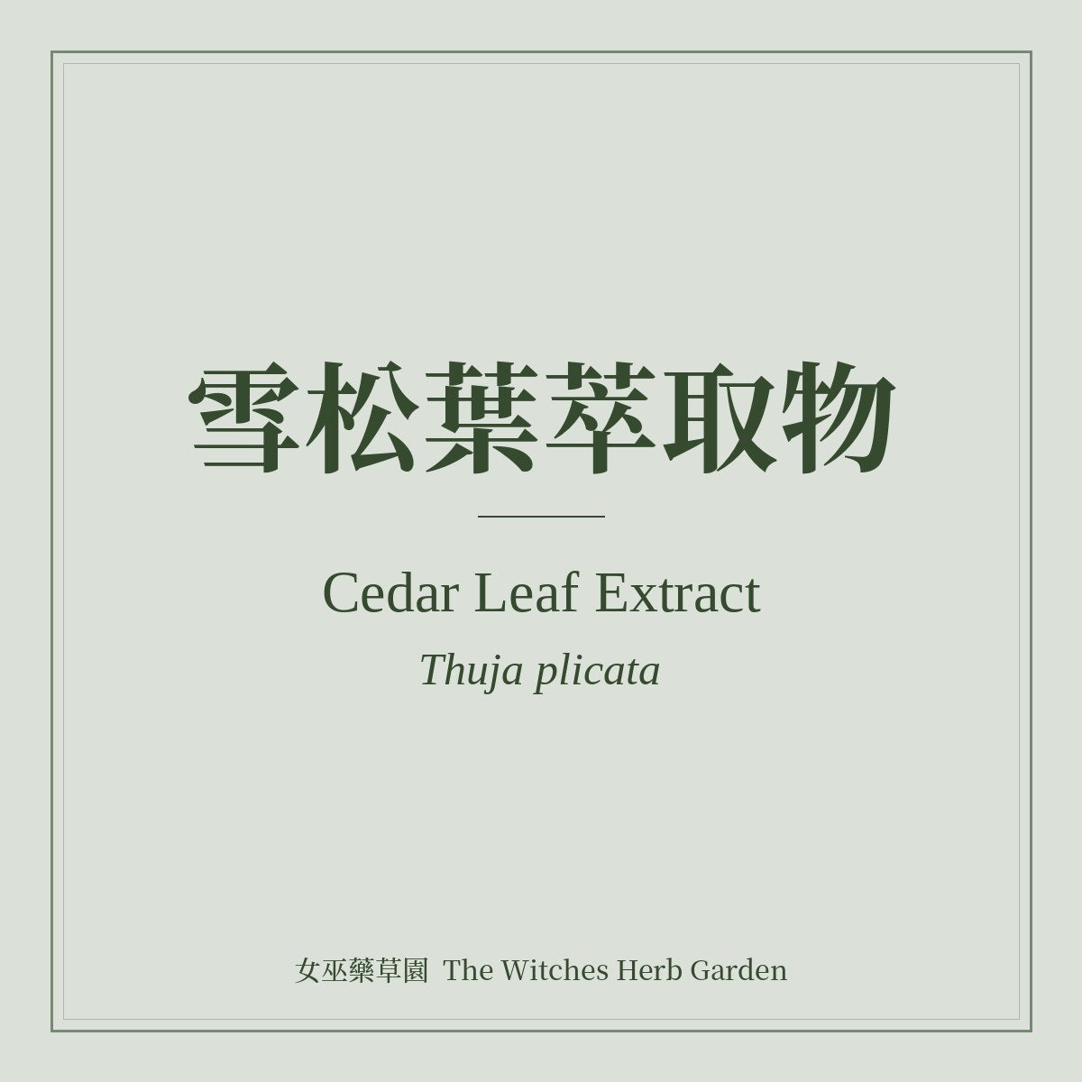 Cedar Leaf Extract Thuja plicata