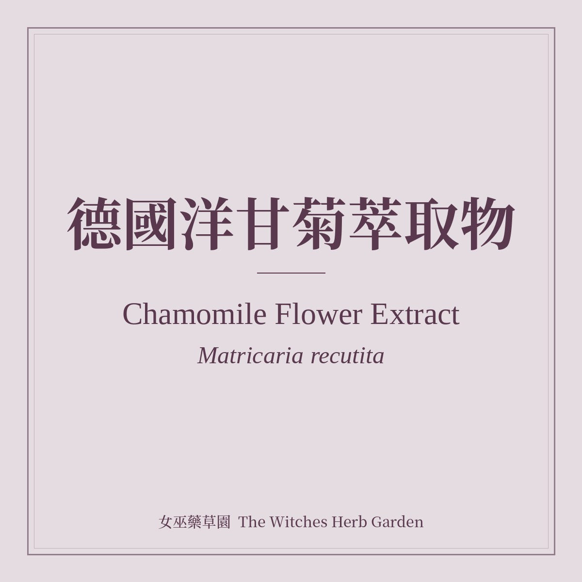 Chamomile Flower Extract 德國洋甘菊萃取物 Matricaria recutita