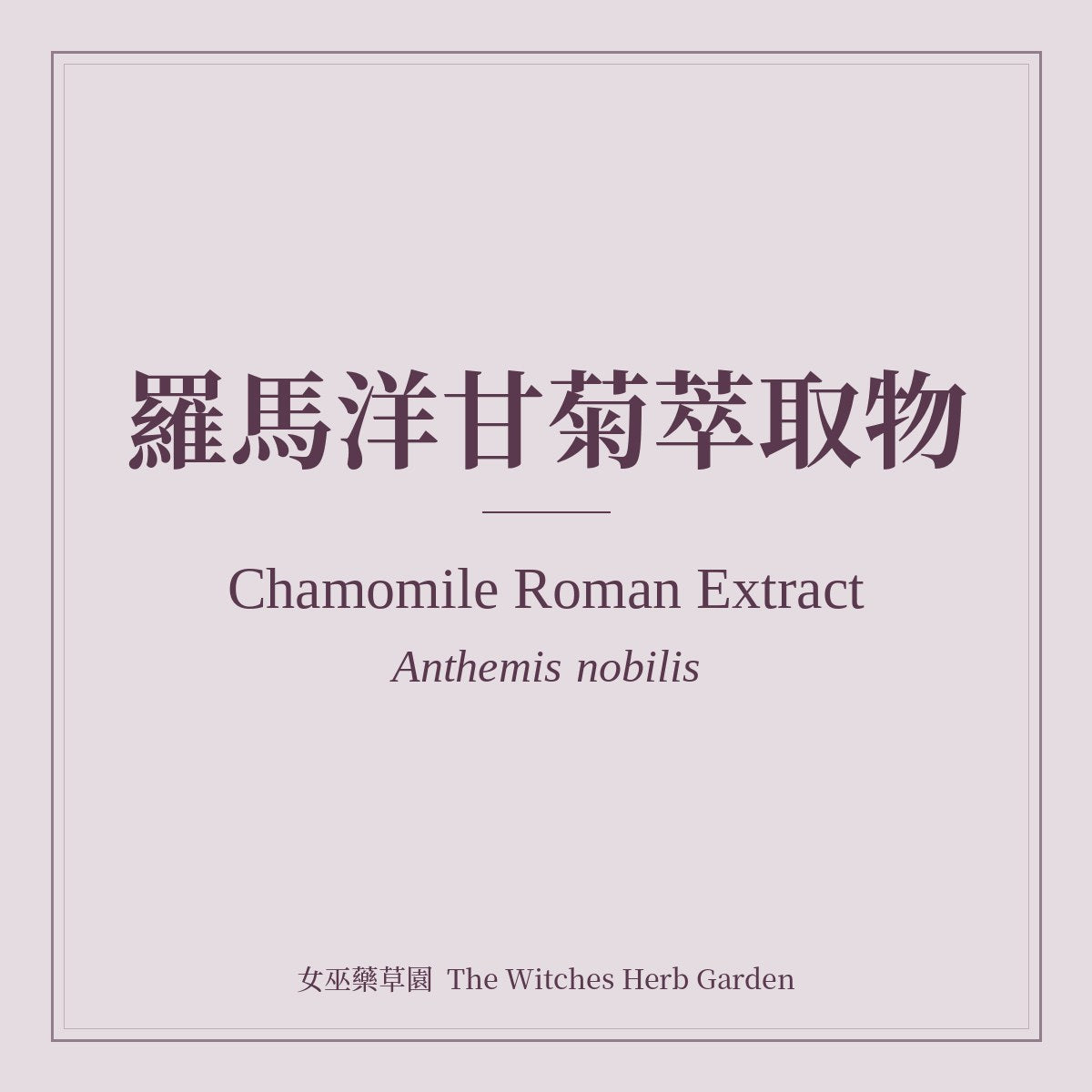Chamomile Roman Extract 羅馬洋甘菊萃取物 Anthemis nobilis